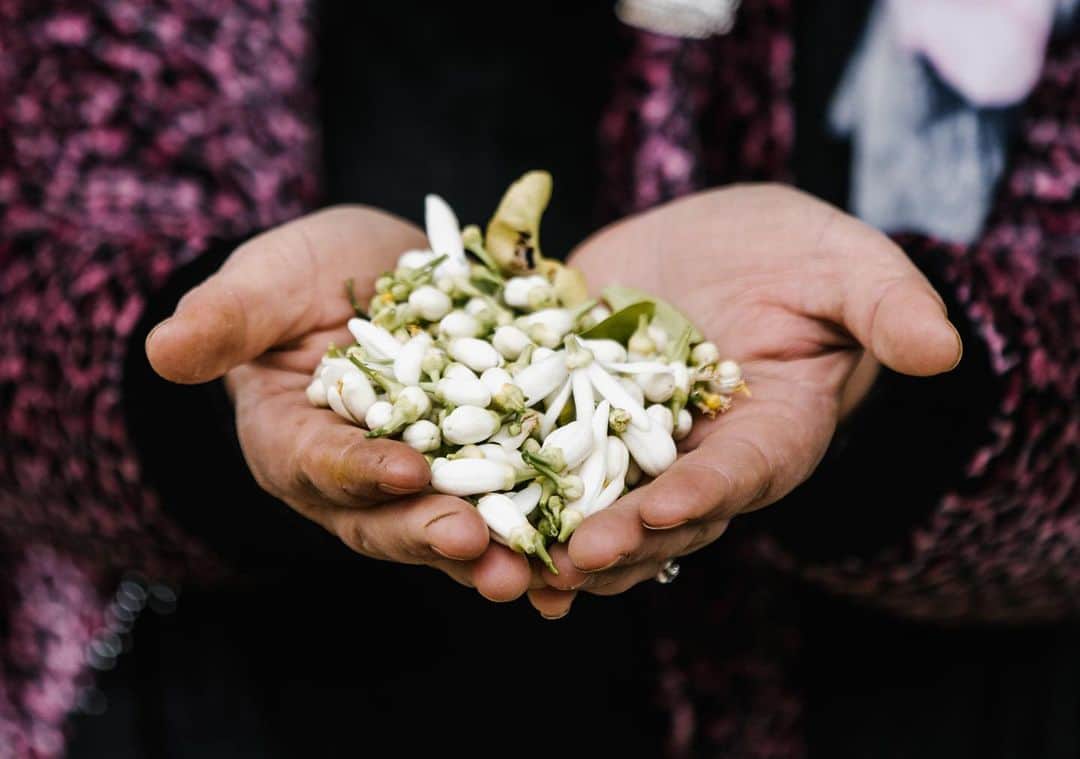 のインスタグラム：「Did you know that Neroli is a flower harvested in buds? Once open the flowers start diffusing their perfume, loosing this precious scent so sought after by perfumers including Guerlain Master Parfumeur @thierrywasser. ⠀⠀⠀⠀⠀⠀⠀⠀⠀⠀ ⠀⠀⠀⠀⠀⠀⠀⠀⠀⠀ Stay tuned to find out more about the new installment of our Parfumeur adventures. ⠀⠀⠀⠀⠀⠀⠀⠀⠀⠀ #guerlain #guerlainparfumeur #perfume #tunisia #neroli #ingredients #perfumery #sotd」