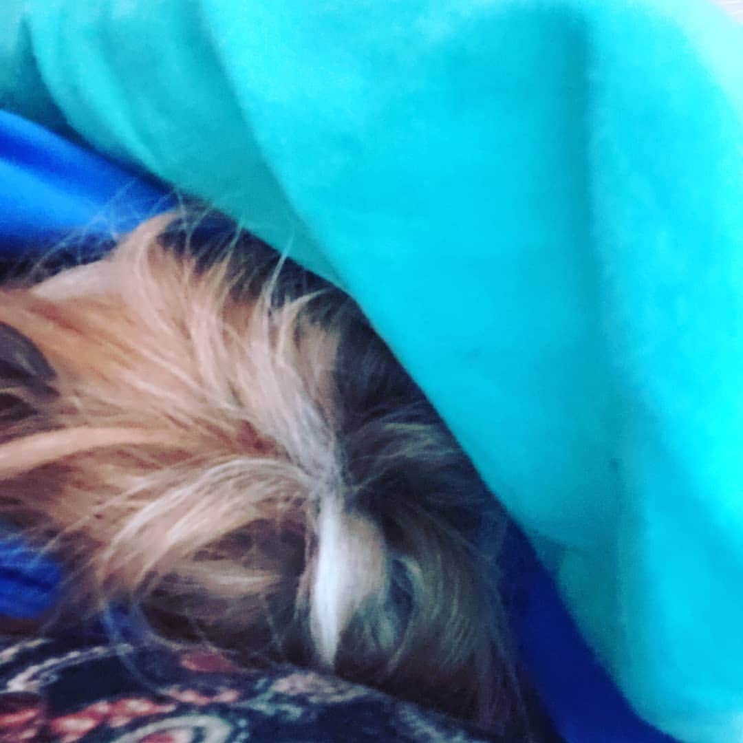 PJクォンさんのインスタグラム写真 - (PJクォンInstagram)「On my lap from under a blanket and pillow A shaking #Garth says "Make the thunder stop!" #scaredydog #poorwee #fella」7月17日 5時49分 - pjkwong