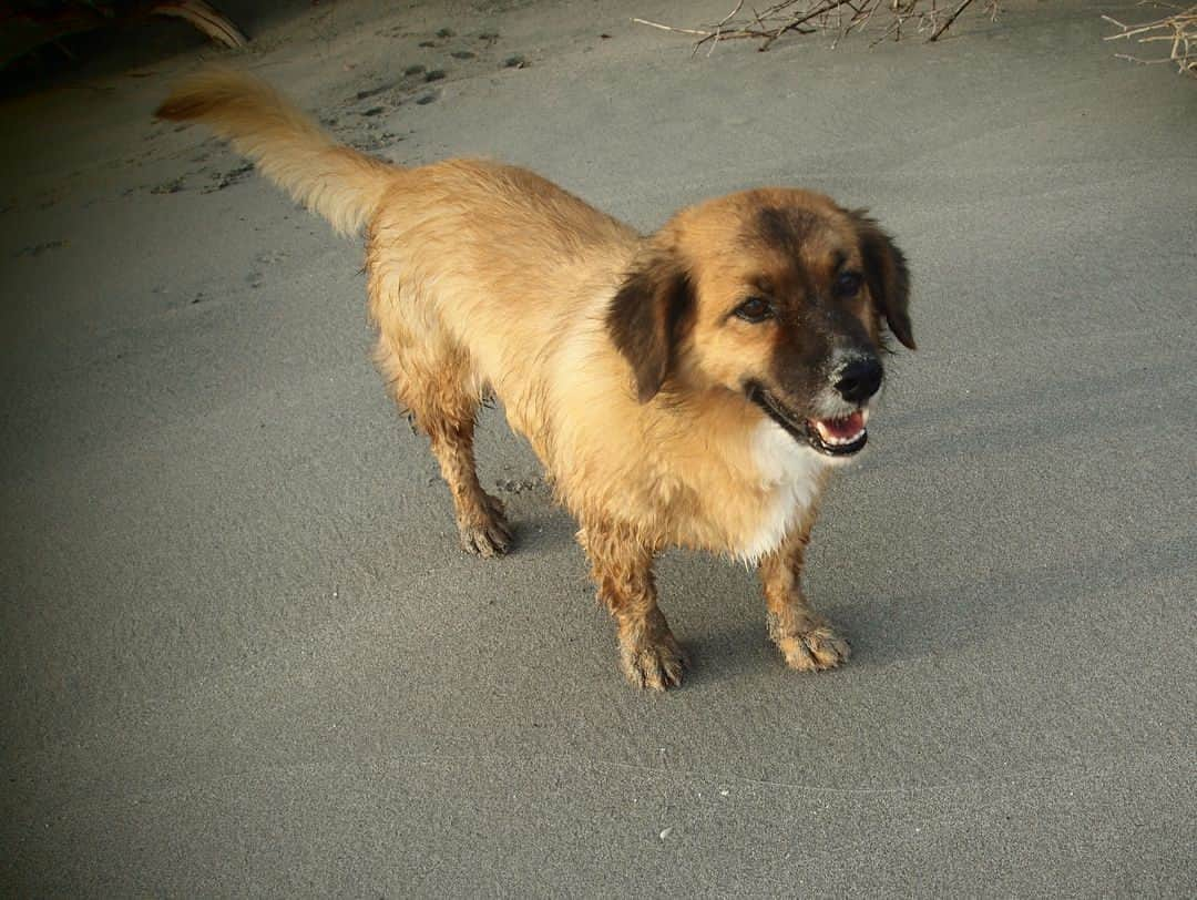 ジョージア・メイ・ジャガーさんのインスタグラム写真 - (ジョージア・メイ・ジャガーInstagram)「I love you so much! Heartbroken 💔Guinness our family dog has passed away. We will miss you with all our hearts. Guinness had a lot of friends on the Island. Thanks so much for loving him as much as we did. #alldogsgotoheaven #crabhunter #starspup」7月17日 6時22分 - georgiamayjagger