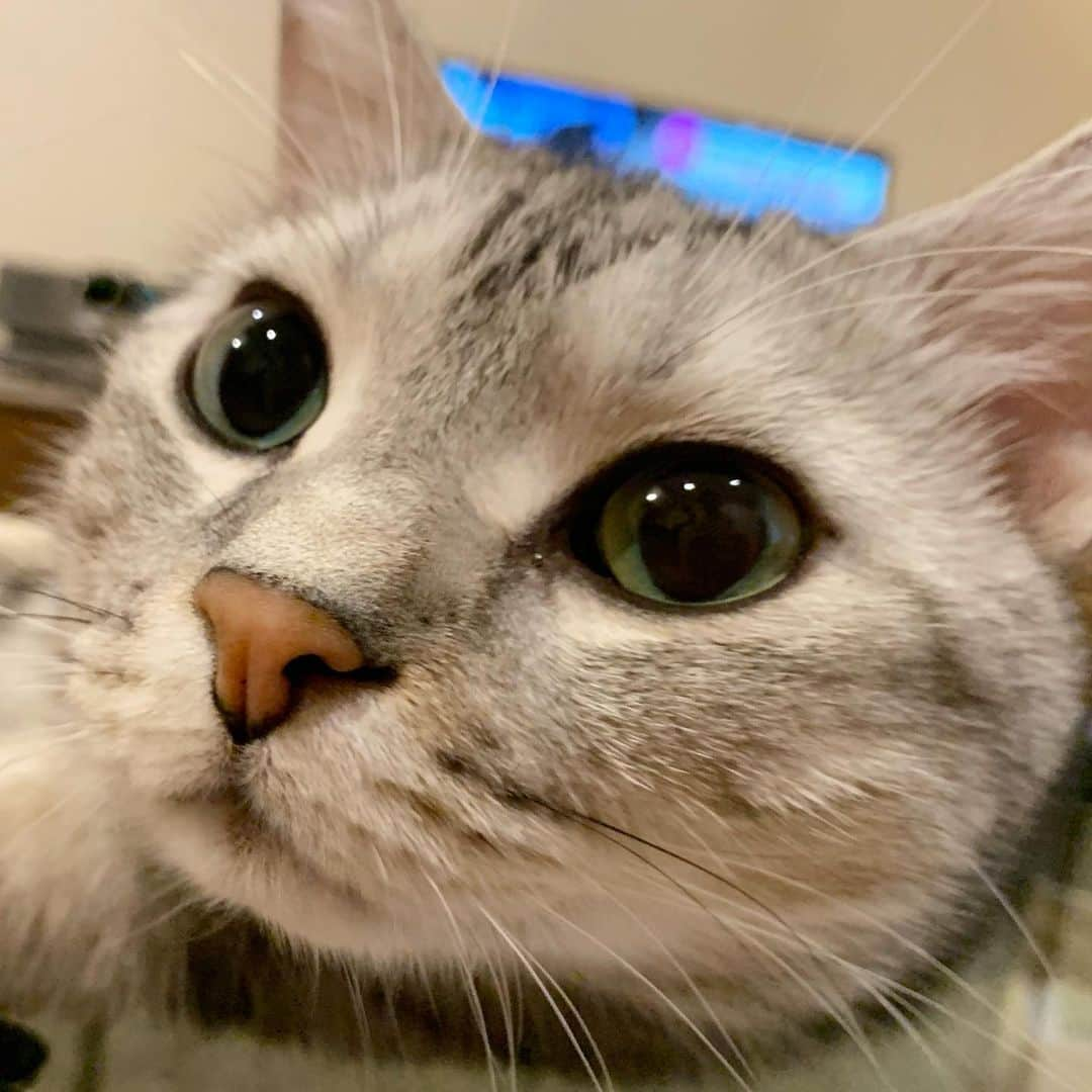 Alain アランさんのインスタグラム写真 - (Alain アランInstagram)「Good morning! Bonjour! My mom says that I am a HB. ? ? Handsome boy 😸. * おはようございますにゃん！ ママがね、僕のことINだねって。 ?? あ、イケニャンかー😸。 #親バカ * #catstagram #cat_features  #topcatphoto #cutepetclub #catsofinstagram #ig_catclub #cats_of_world #meowsandwoofs #meowvswoof#nc_cuties #excellent_cats #catstocker  #bestmeow #magnificenteowdels#bestcats_oftheworld#INSTACAT_MEOWS #peco #animalsco#mofmo#igersjp#みんねこ#ふわもこ部#アメショー#ビューティープロコンテスト @beautypro_contest #lovelycatonline#映画ペット2キャンペーン#映画ペット2」7月17日 6時52分 - alain_cat