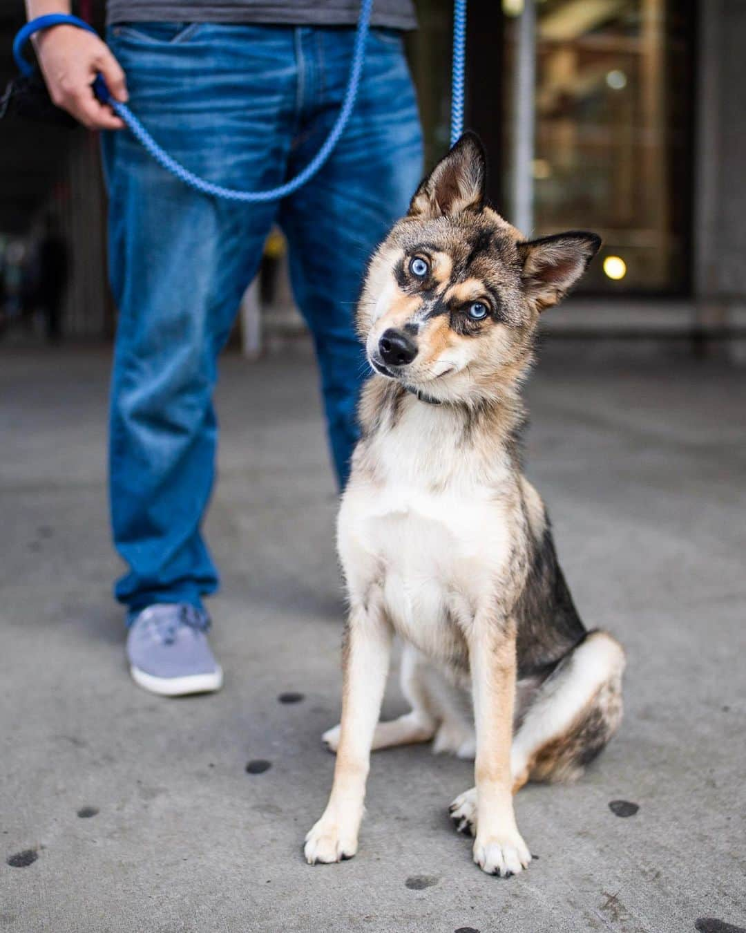 The Dogistさんのインスタグラム写真 - (The DogistInstagram)「Pixel, Pomsky (7 m/o), 23rd & 10th Ave., New York, NY • “She’s insanely perfect. She’s chill, laidback. Nothing phases her.”」7月17日 6時44分 - thedogist