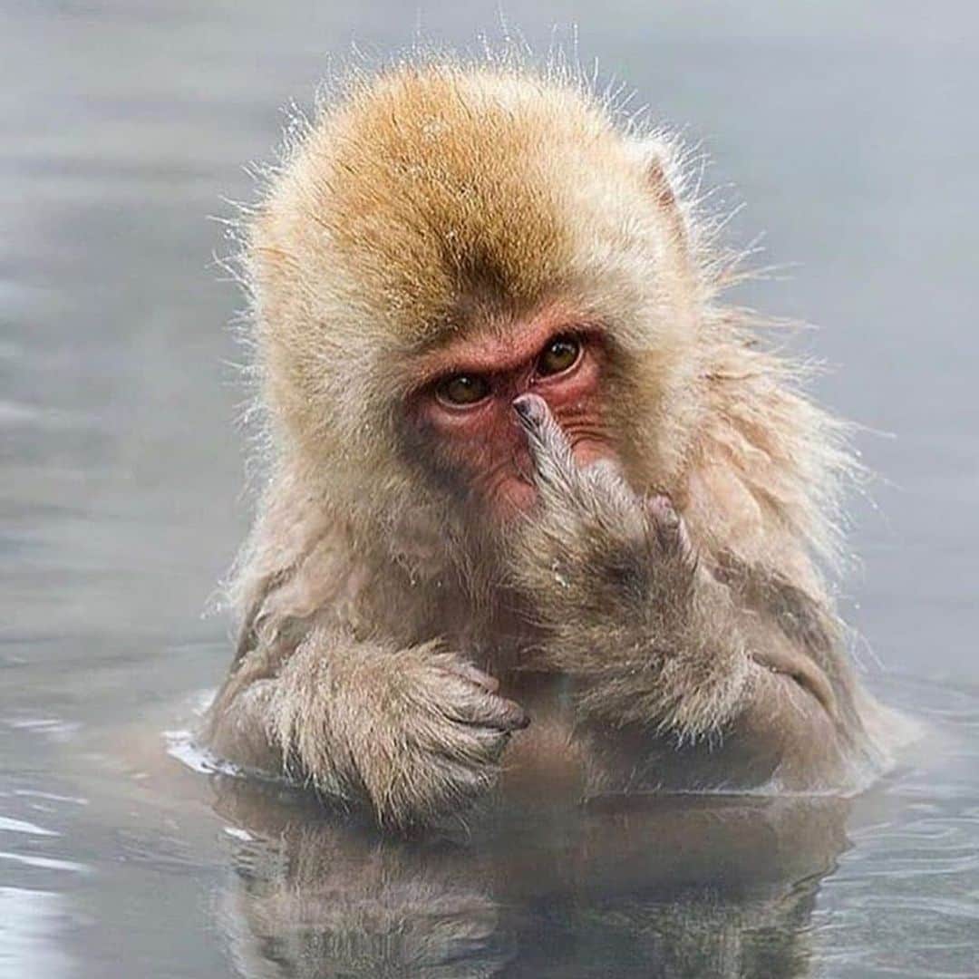 トレ・クールのインスタグラム：「What’s better than a picture of a monkey flipping the bird? I have no idea. So... here ya go.」