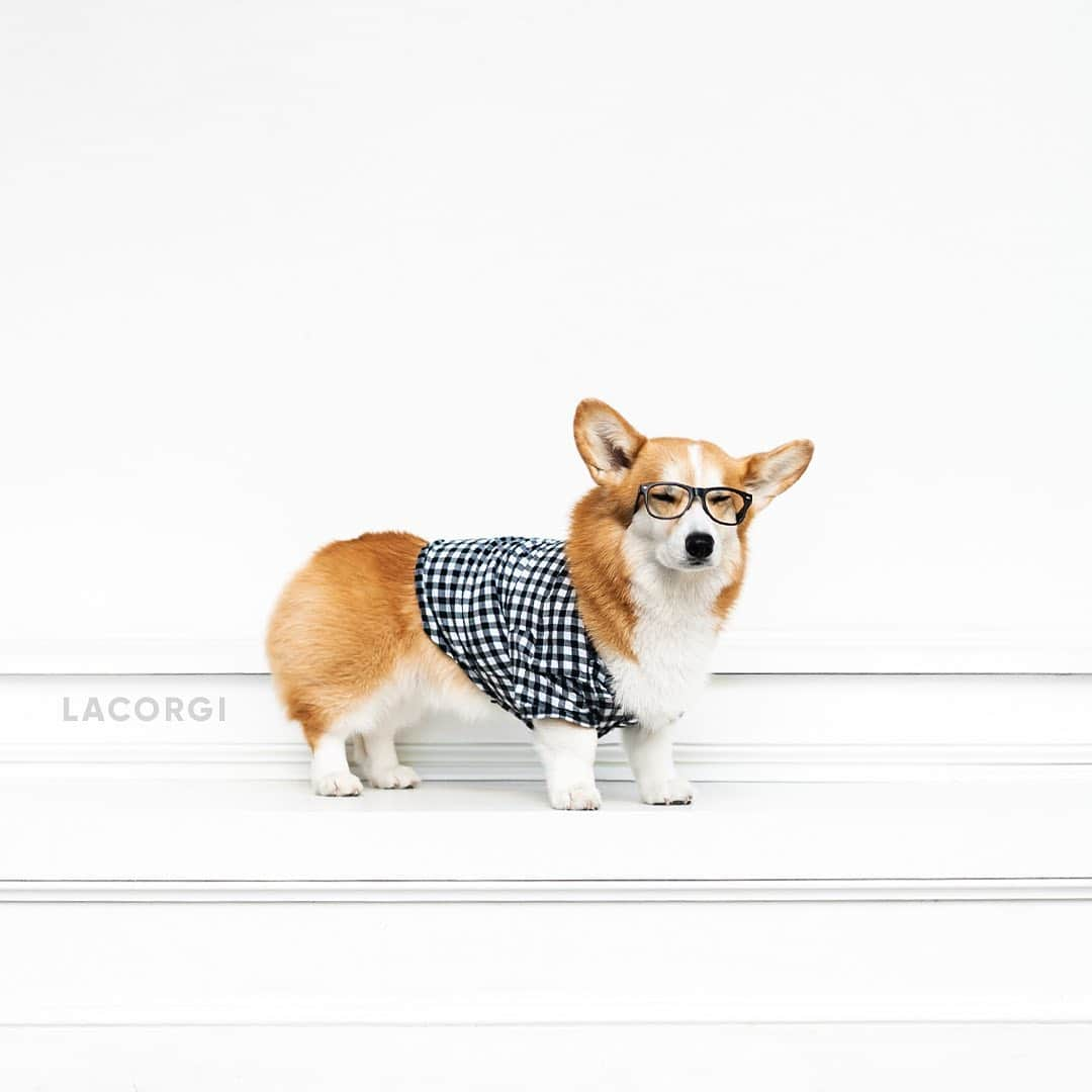 Geordi La Corgiさんのインスタグラム写真 - (Geordi La CorgiInstagram)「Need name suggestions for a corgi! Any ideas??」7月17日 6時53分 - lacorgi