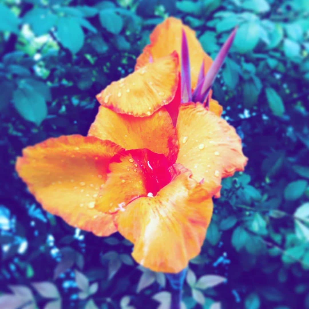 中野敬久さんのインスタグラム写真 - (中野敬久Instagram)「#flower #flowersoflife #orange #rain #wet #raindrop」7月17日 7時11分 - hirohisanakano