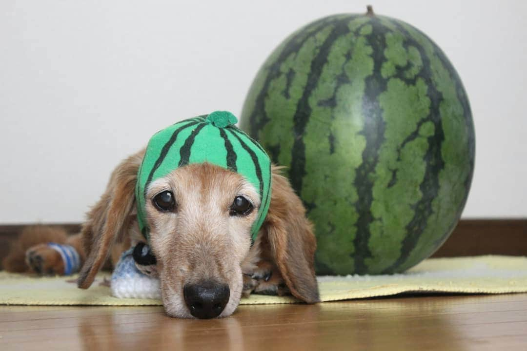 ❃ren❃さんのインスタグラム写真 - (❃ren❃Instagram)「また変な物被せられたよ🍉 チーン💧顔のレオンさん😆 何をされても怒ることなく付き合ってくれたな➰😂😂😂 本当に優しくて可愛い子💓 ＊ 今日は20回目の月命日🌈 大好きな大好きなレオンさん💓 会いたいな・・・ ＊ いつも見ていただきありがとうございます😌💓 ＊ #月命日 #レオン #自慢の息子#大好きすぎる息子#会いたい#これからもずっと大切な家族#いつも見守ってくれてありがとう#ダックス#ミニチュアダックス#ミニチュアダックスフンド#短足部#チームぶさ顔#dog#dachshund」7月17日 7時19分 - ren1008