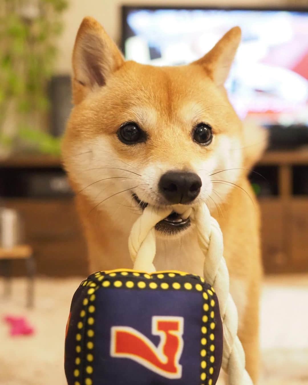 豆柴にこちゃんさんのインスタグラム写真 - (豆柴にこちゃんInstagram)「🐶退院22日目 おはよー 元気が有り余ってるようだから、 来月から少しずつおでかけや お友達と遊ぶの解禁しようかな😆 . 走ったり跳んだり暴れたりしないように 気をつけないとだけど。 . #にこの右足闘病記  #柴犬#豆柴#pecoいぬ部#犬#わんこ#犬#ここ柴部#shibainu#dog#mameshiba#pecotv#dog#いぬのきもち部#しばいぬ#しばけん#こいぬ#シバイヌ#いぬ#イヌ#赤柴#マメシバ#ペット#日本犬#子犬#puppy#doggo#pet#시바견#강아지#개」7月17日 7時19分 - nikochan.mame48