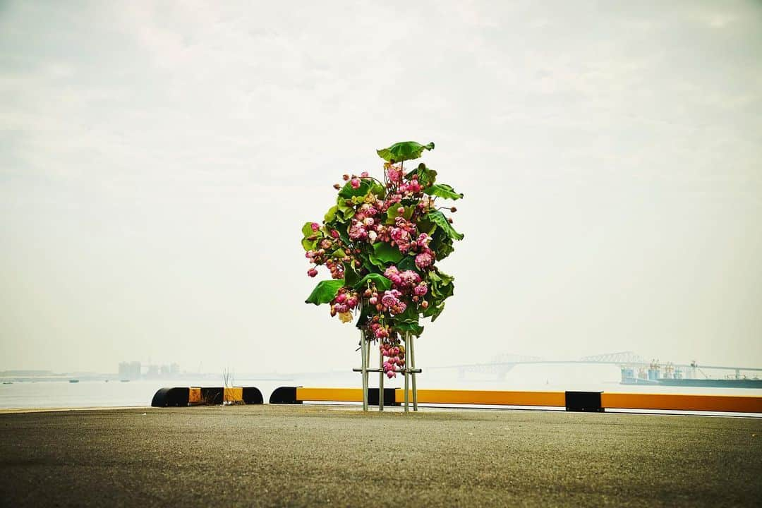 椎木俊介さんのインスタグラム写真 - (椎木俊介Instagram)「Botanical Sculpture in Odaiba  Date: July 13, 2019  #azumamakoto #makotoazuma #shiinokishunsuke #amkk #amkkproject #flowers #flowerart #botanicalsculpture #東信 #東信花樹研究所 #蓮 #ハス #tokyo #お台場 #毎年恒例 #odaiba #海とハス」7月17日 7時25分 - shiinokishunsuke