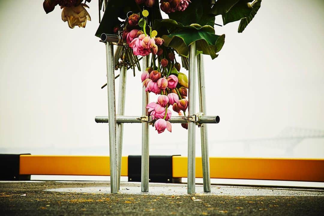 椎木俊介さんのインスタグラム写真 - (椎木俊介Instagram)「Botanical Sculpture in Odaiba  Date: July 13, 2019  #azumamakoto #makotoazuma #shiinokishunsuke #amkk #amkkproject #flowers #flowerart #botanicalsculpture #東信 #東信花樹研究所 #蓮 #ハス #tokyo #お台場 #毎年恒例 #odaiba #海とハス」7月17日 7時25分 - shiinokishunsuke