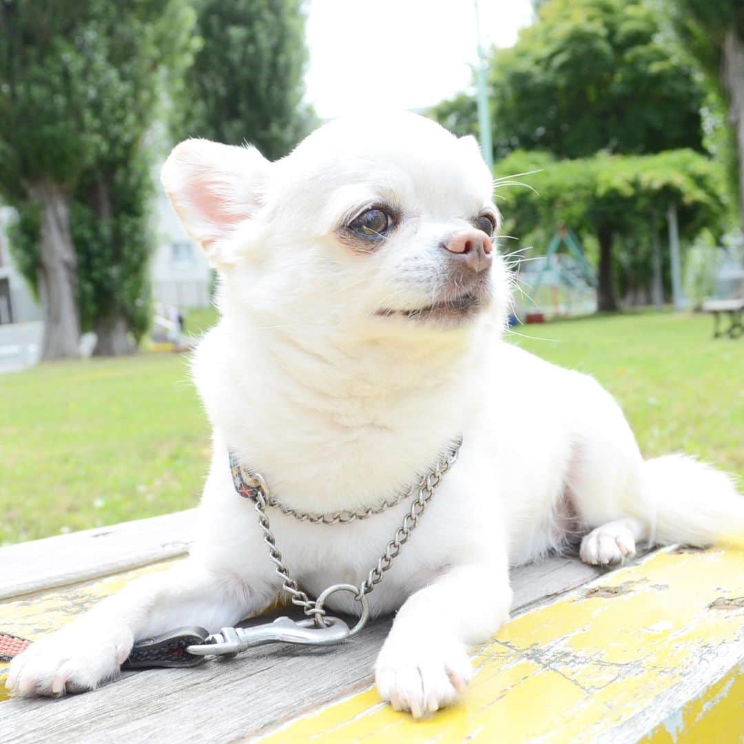 KORIKIのインスタグラム：「おはようございます♪ * #dogofsapporo #dog, #dogs, #dogstagram,#chihuahua,#犬バカ部,#チワワ,#koriki, #hanadog #白スムチ連合会, #スムチー,  #dogofthedayjp, #dogoftheday  #ilovemydog #instadog #instapet #WhiteChihuahua  #吉娃娃 #치와와  #dogsofinstagram #Chihuahualover  #チワワの輪 #barkbox #WhiteChihuahuaParty #もふもふモフモフ」