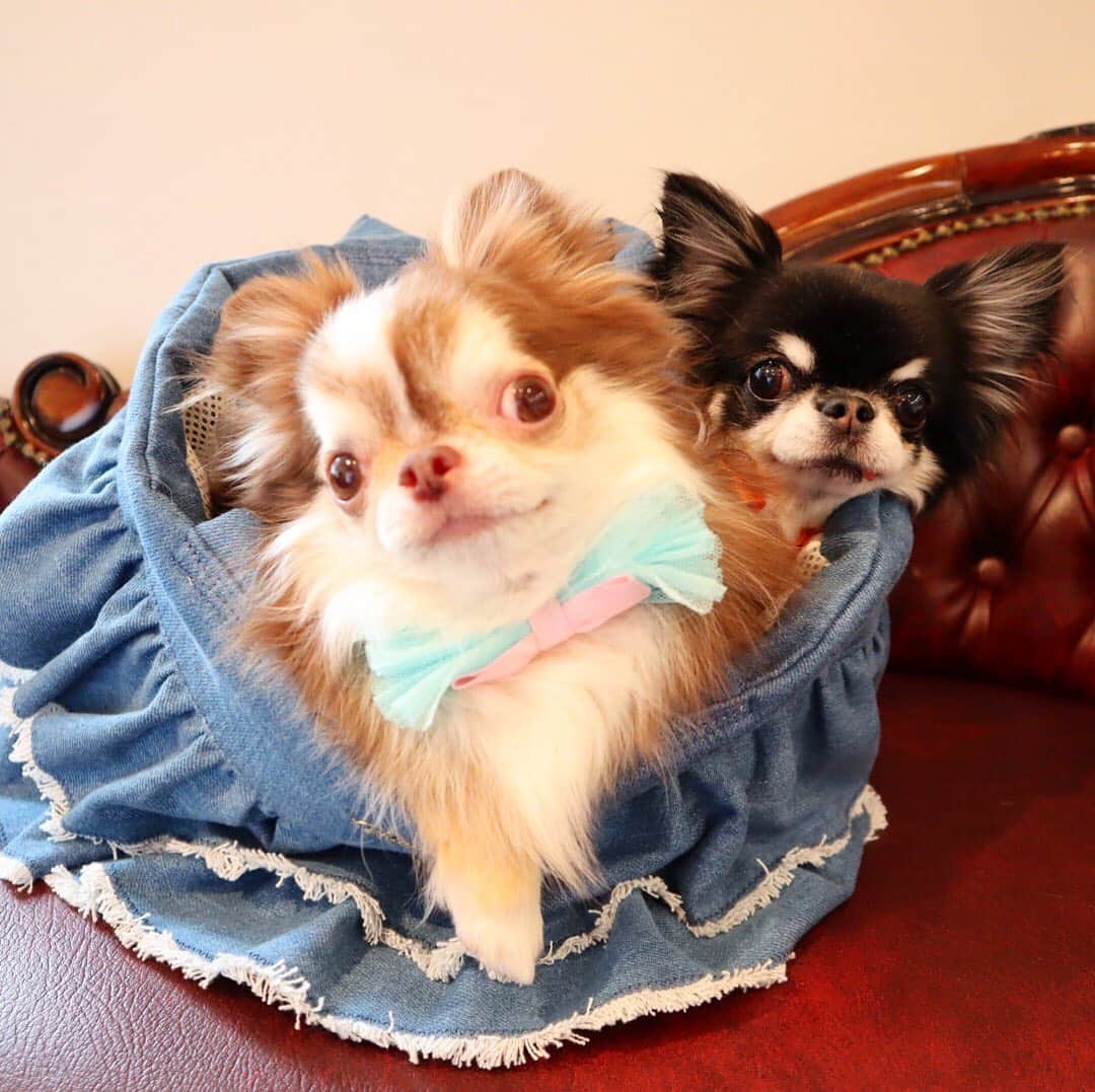 kayoのインスタグラム：「* * 朝から蒸し暑〜😅 はやく梅雨明けして〜 * * Lychee💗Melon * * #chihuahua#chihuahualove#dogstgram#dog#instadog#チワワ#チワワ大好き * *」