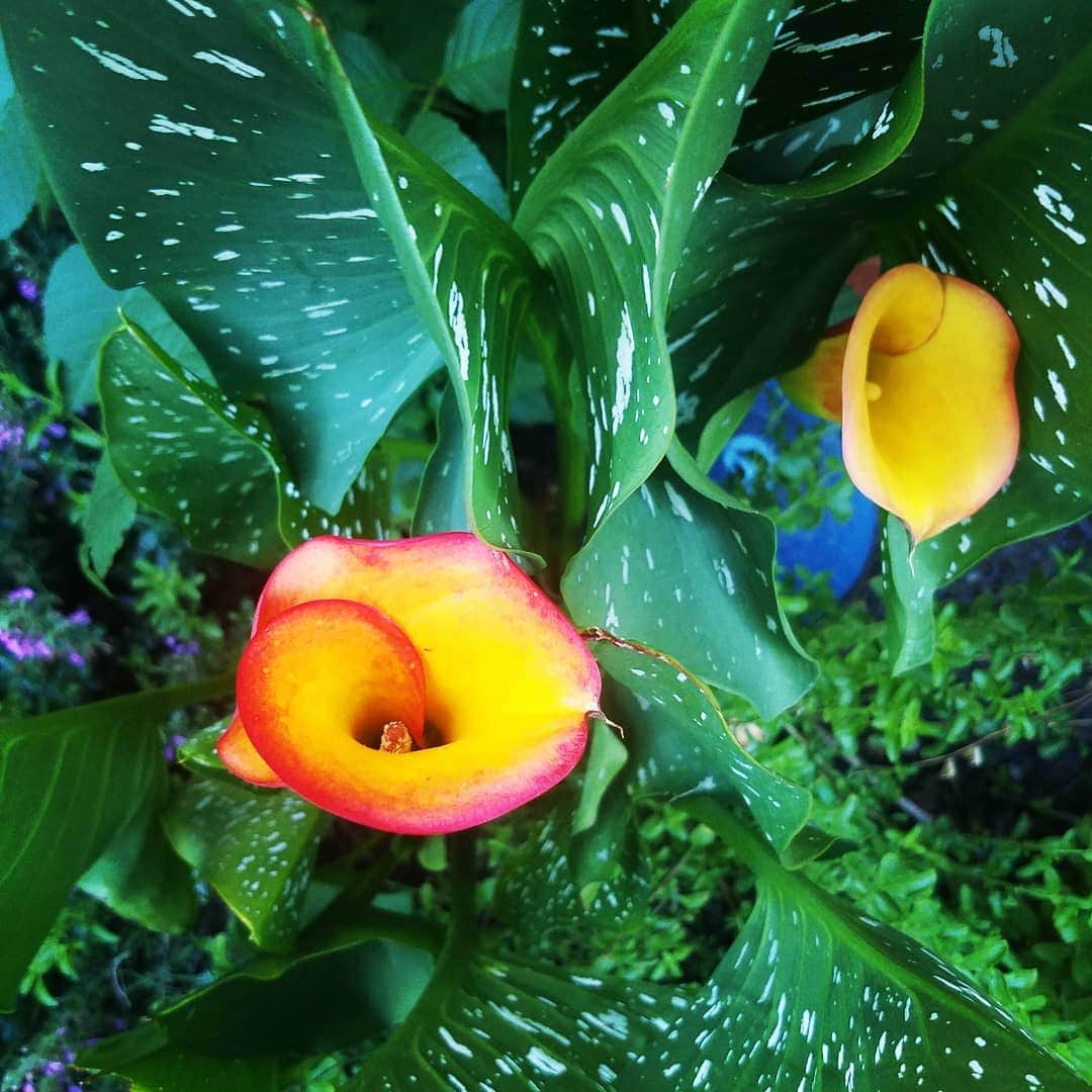 ガソリングラマーさんのインスタグラム写真 - (ガソリングラマーInstagram)「GOT A TWOFER CALALILY FIRE 🔥🔥🔥 I DIDNT PLANT THESE DUDES AFTER I STARTED WATERING THEY POPPED UP A NICE SUPRISE FOR SURE #GASOLINEGARDEN #ILOVEGARDENS #GARDENSRULE #GARDENCHURCH #GARDENPARTY #GARDENMAGIC #AVANTGARDEN #GARDENS #GARDENGANGSTER #garden #gardenlife #GARDENER #gardentime #GARDENING #VEGETABLEGARDEN #FLOWERS #FLOWERPOWER #plants #CACTUS #SUCCULENTS  #AYEARINFLOWERS  #shadowhills  #CALALILY  @gasolineglamour  #GASOLINEGLAMOUR  #THANKYOU」7月17日 7時33分 - gasolineglamour