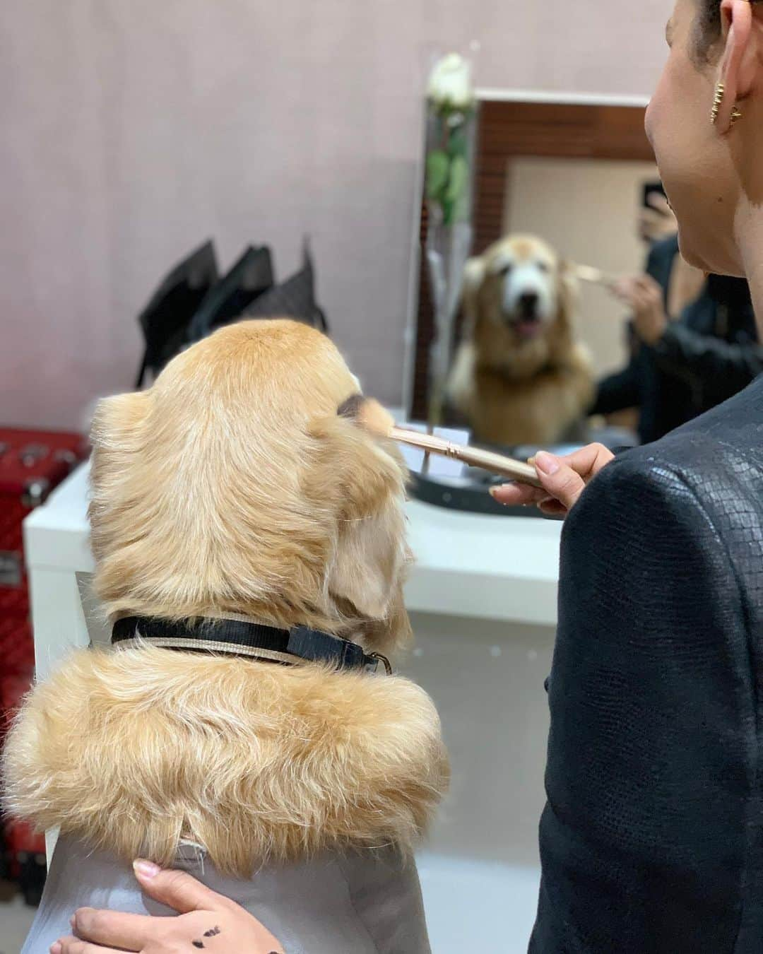 Bobさんのインスタグラム写真 - (BobInstagram)「Cãocurso  A @casamiracolli vai escolher uma Tutora de pet para ganhar 1 ano grátis  de beleza em um dos salões mais badalados de SP!! Para participar : -Postar uma foto do seu Pet em um momento de beleza -Marcar @casamiracolli @golden_bowie e @bob_marley_goldenretriever -Seguir @casamiracolli @golden_bowie e @bob_marley_goldenretriever -Marcar a #petmiracolli -Data limite 20/07 -A vencedora deve residir em SP, e vai ganhar hidratação, escova e manicure, 1 vez por mês durante 12 meses. Boa sorte!! Resultado será divulgado dia 21 durante o arraiá do B&M na Casa Miracolli.」7月17日 7時34分 - bob_marley_goldenretriever