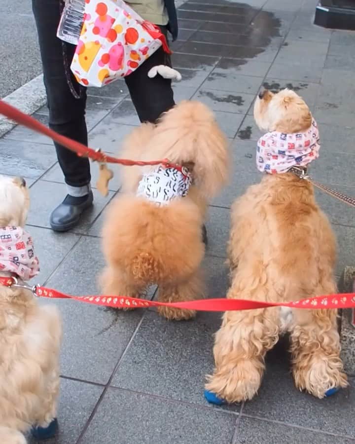 Toypoodle Mikuru?Asakusa Tokyoのインスタグラム：「20190717 Wednesday. Good morning! Friends 💕 雨上がり☂️ 浅草寺あさんぽ💖 久しぶりに ペコママにオニクもらって 横取りまでした みきゅるんでした😆 . ❶ うまうま争奪戦動画😂 ❷ ダメです ❸ みくるの法則動画。戻る法則🧐 . みきゅるんの夏休みPart❸ は次で🤗 . #浅草寺 #あさんぽ #日常生活」