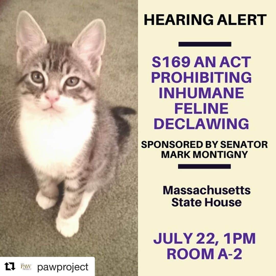 City the Kittyさんのインスタグラム写真 - (City the KittyInstagram)「Please help protect cats from this animal cruelty and help the @pawproject ・・・ Massachusetts residents! We need you next Monday, July 22, 2019 at 1PM in Boston. Please help us move the Cat Protection Bill, S169, forward. More info in the link in our bio. #stopdeclawing #pawproject #bostoncat #catsofboston #massachusetts」7月17日 7時50分 - citythekitty
