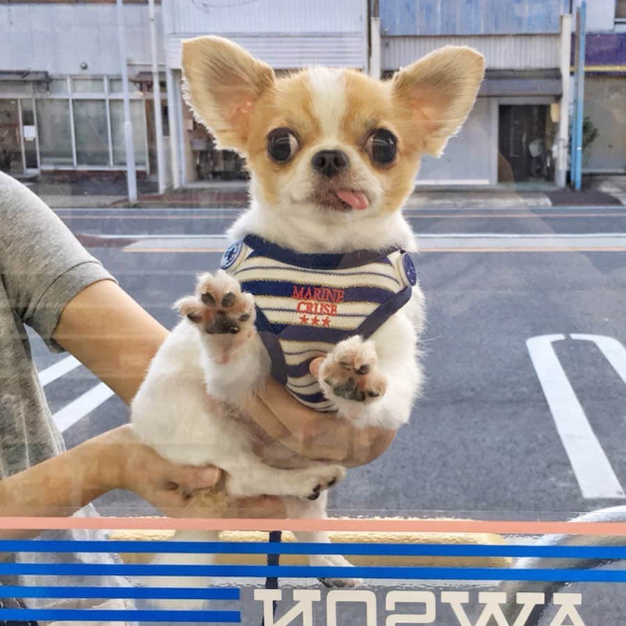 のインスタグラム：「My dream is to enter here🏪🍭🦄✨🌈 ・ パパ、ムダ遣いはダメでしゅよ🐶🐾 ・ #chima #ちま #チワワ #chihuahua #ชิวาวา #ふわもこ部 #PECOいぬ部 #sniffandbarkens #WeeklyFluff #cutepetclub #doggy_lovings #コンビニ #conveniencestore #ローソン #lawson」