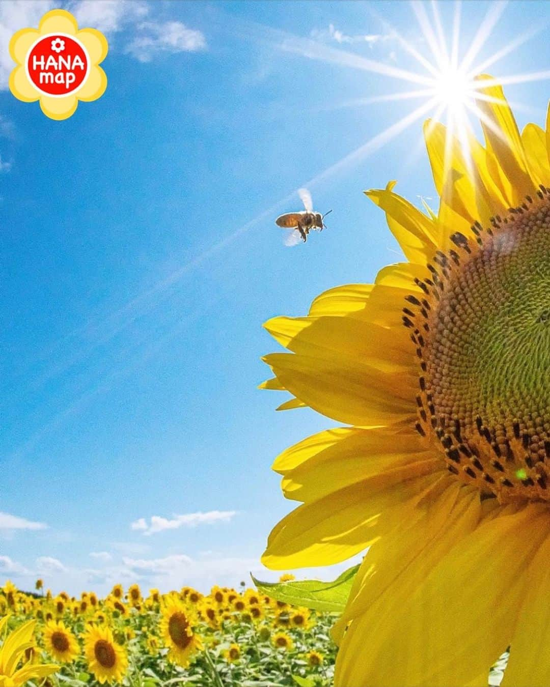 はなまっぷ❁日本の花風景さんのインスタグラム写真 - (はなまっぷ❁日本の花風景Instagram)「🌸はなまっぷ🌸 * @hamnin1027ie さんの  花のある風景に花まるを💮 * 夏が始まり飛び回る嬉しそうなミツバチをありがとうございます😊🌸 * 兵庫  #ひまわりの丘公園 Sunflower Hill Garden, Hyogo Pref. * 🌼ヒマワリの花言葉📝🌼 あなたを見つめる、愛慕 * 見頃を過ぎている場所もご紹介しています。お出かけの際はHP等で最新の情報をご確認くださいね🙏🌸 * 🌸•••🌸•••🌸•••🌸•••🌸•••🌸 * いつも素敵なお花をありがとうございます😊 日本の花のある風景にタグ付けしてください🌸 お花があれば何でもOKです💓 * #はなまっぷ * #日本の美しい花風景#花のある風景#花#花言葉#花畑#ヒマワリ#ひまわり#蜂#ミツバチ」7月17日 8時12分 - hanamap