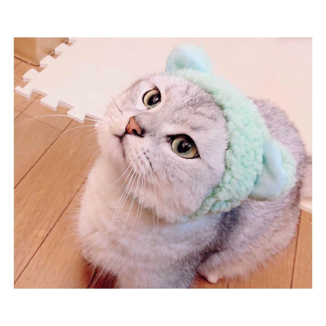 山谷花純さんのインスタグラム写真 - (山谷花純Instagram)「想像以上に丸かった。  #ミヌエット #被り物 #猫がいる生活 #まるとの生活 #にゃんすたぐらむ」7月17日 8時26分 - kasuminwoooow