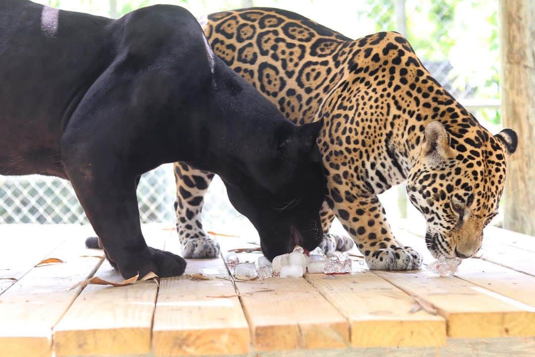 Zoological Wildlife Foundationさんのインスタグラム写真 - (Zoological Wildlife FoundationInstagram)「Cool off time for Onyx and Amber🐾🐾 #jaguar #notpets #blackjaguar #zwf #zwfmiami #bigcat #nature_perfection」7月17日 8時34分 - zwfmiami