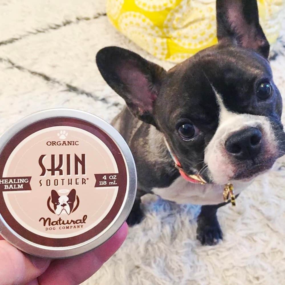 Regeneratti&Oliveira Kennelさんのインスタグラム写真 - (Regeneratti&Oliveira KennelInstagram)「People have Neosporin, and now dogs have #SkinSoother. This all-natural healing balm is antibacterial, anti-fungal, anti-inflammatory and super soothing to help relieve irritation, prevent/treat infection, speed recovery and reduce scarring. Perfect for cuts, rashes, allergies, hot spots, itchy paws, bug bites…pretty much everything. . ⭐ Save 20% off @naturaldogcompany with code JMARCOZ at NaturalDog.com | worldwide shipping | ad 📷: @lolathefrenchie.pa . . . . . . . #frenchbull #frenchbulldogs #frenchie #bullypics #bulldogs #frenchbulldoglife #法国斗牛犬 #frenchbulldogpuppy #frenchyfanatics #frenchielovers #frenchielove #buhistagram #frenchielife #frenchbulldogsofinstagram #franskbulldog #frenchiebulldog #frenchiephotos #buhigram #frenchbulldog #frenchiegram #bullys」7月17日 9時03分 - jmarcoz