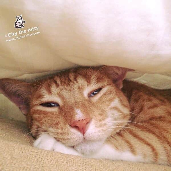 City the Kittyさんのインスタグラム写真 - (City the KittyInstagram)「I love my cat naps. 💤  #escape #pawsneedclaws」7月17日 8時58分 - citythekitty