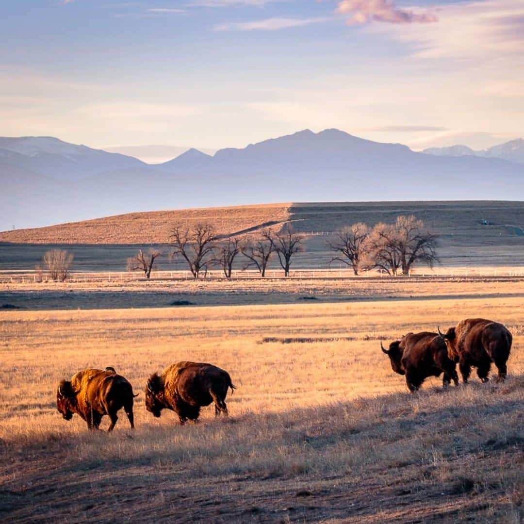 アメリカ内務省さんのインスタグラム写真 - (アメリカ内務省Instagram)「There's just something special about this #Colorado sunset. A herd of bison moves across the grassy plain as the setting sun bathes the valley at Rocky Mountain Arsenal National Wildlife Refuge. The magnificent Rocky Mountains provide a dramatic backdrop to the last bit of light of the day. Open sunrise to sunset, walk the refuge's 10 miles of trails or take the 11-mile Wildlife Drive in your vehicle to see bison, deer, hawks, waterfowl and more. Photo courtesy of Bob Gjestvang (@bobgjestvang). #usinterior #nationalwildliferefuge #rockymountainarsenal」7月3日 0時20分 - usinterior