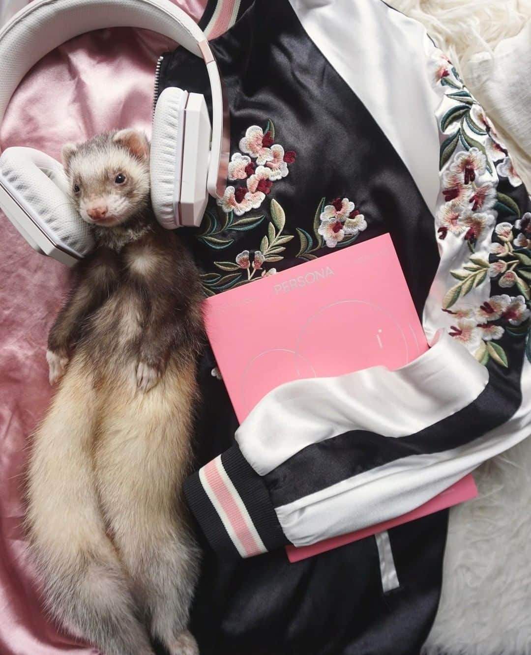 Tumblrさんのインスタグラム写真 - (TumblrInstagram)「This ferret has excellent taste in music. — the-book-ferret.tumblr.com⁠ #tumblrstaffpicks: @thebookferret⁠ #BTS #ferrets #animalsoftumblr⁠」7月3日 0時40分 - tumblr