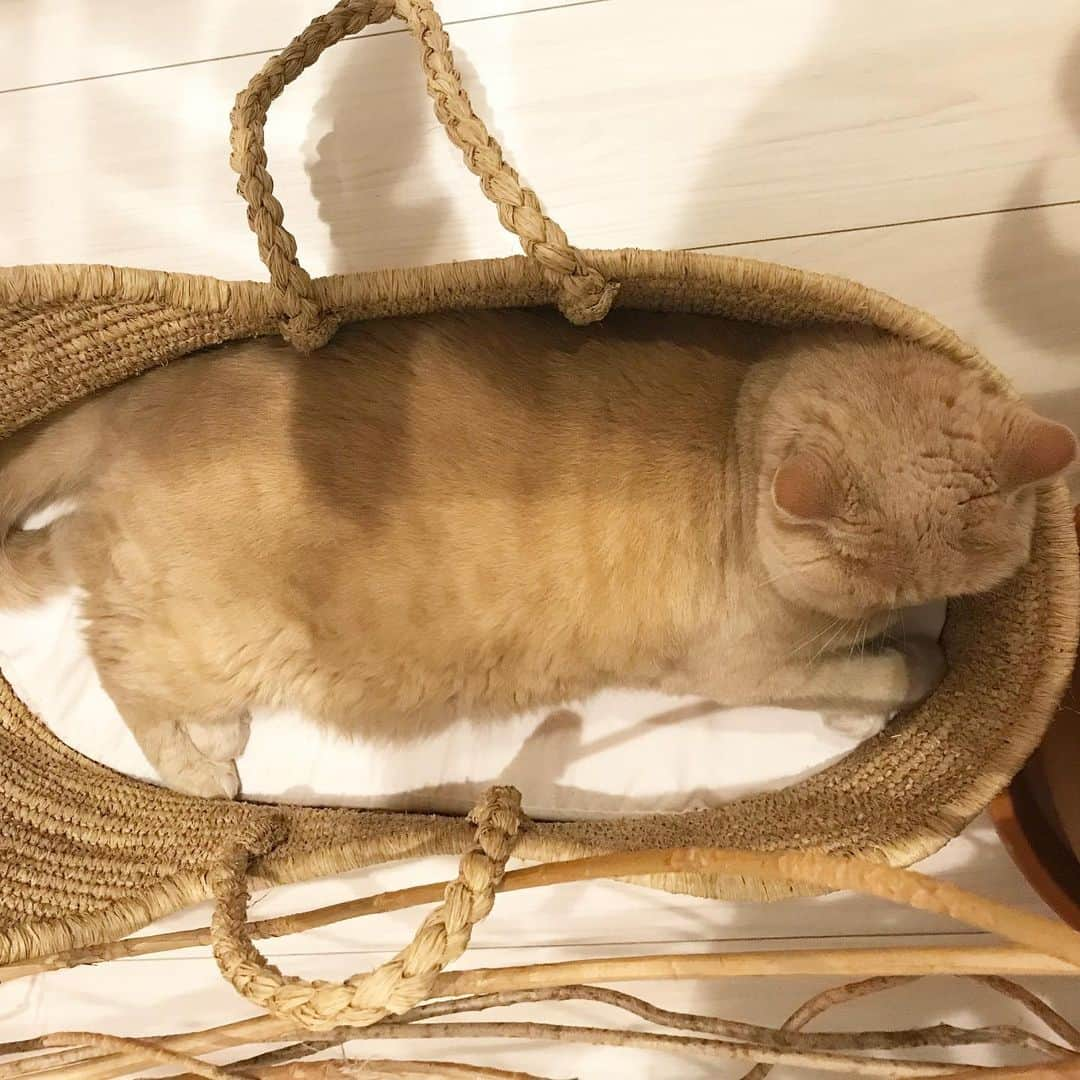 濱中鮎子さんのインスタグラム写真 - (濱中鮎子Instagram)「ズン  #おにぃ  #cat #ネコ #小心者の親分 #チャイ坊 #チャイ #chai #britishshorthair #ブリティッシュショートヘア #クラッシュフェイス #ぶチャイく #愛の交歓」7月3日 0時44分 - ayukohamanaka