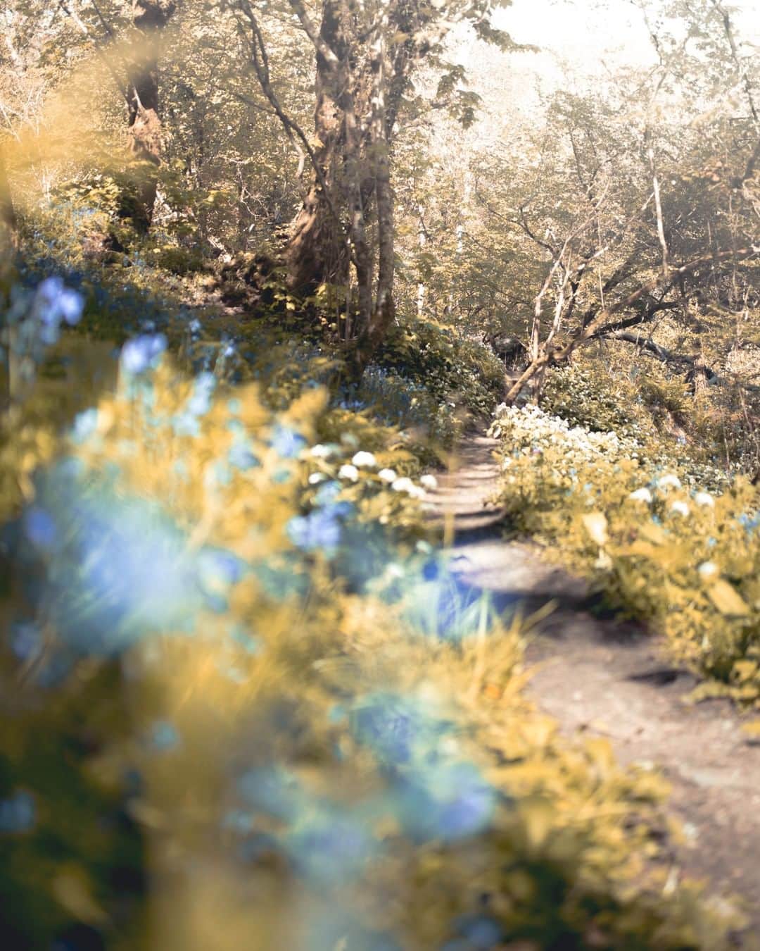 Canon UKさんのインスタグラム写真 - (Canon UKInstagram)「Bluebells in Boscastle, Cornwall captured by @liammorleyphoto. Where's your favourite corner of the UK or Ireland to photograph?  Camera: EOS 6D | Shutter Speed: 1/3000 | Aperture: f/1.4 | ISO 400」7月3日 0時47分 - canonuk