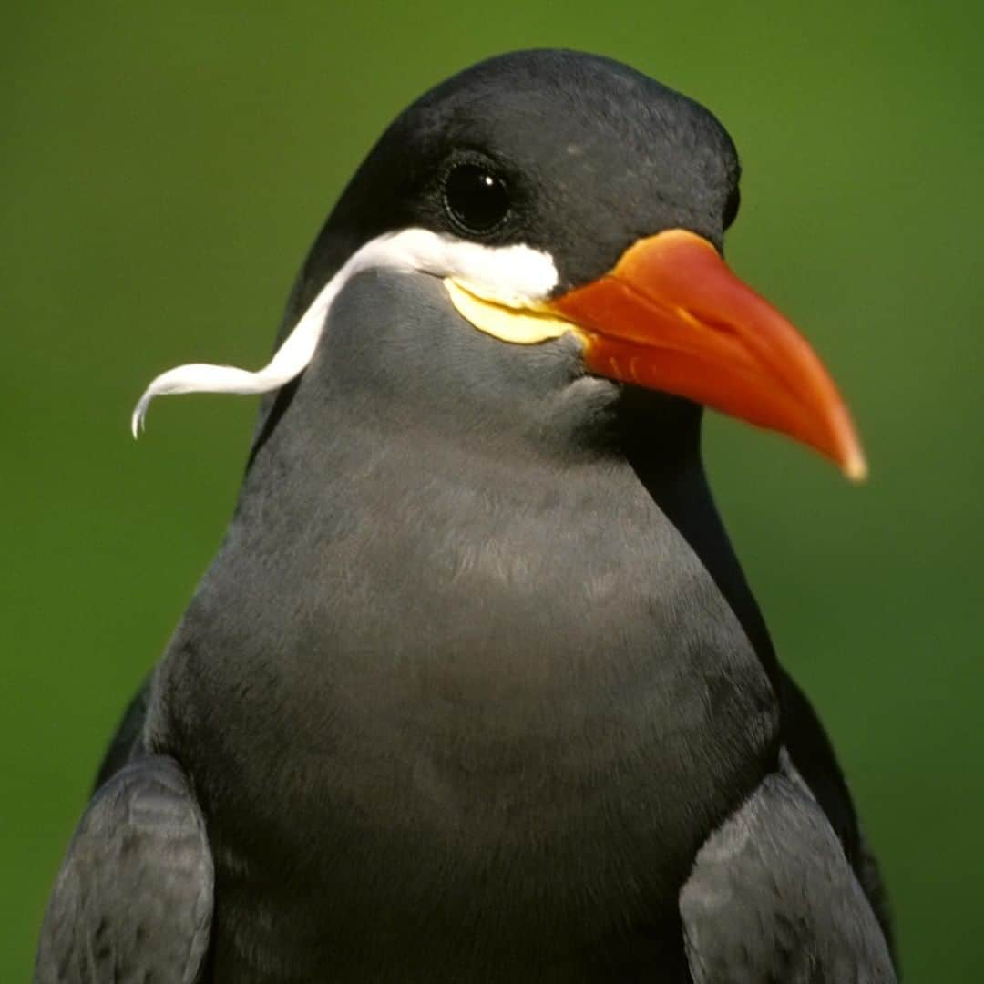 アニマルプラネットさんのインスタグラム写真 - (アニマルプラネットInstagram)「Does this Inca tern not have the FANCIEST mustache you’ve ever seen? This mustache is not gender specific. All birds sport it! These amazing creatures occupy all the land that the Ina Empire used to inhabit. . . . . . . #animalplanetupclose #animalsofinstagram #animalplanet #animaloftheday #wild #wildlife #outdoors #animals #wildanimals #conservation #nature #animallovers #instanature #wildgeography #incatern」7月3日 1時00分 - animalplanet