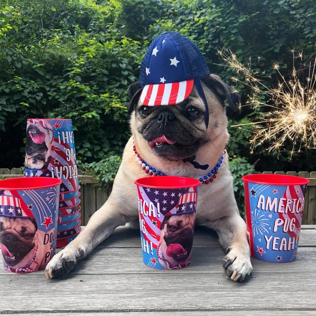 itsdougthepugさんのインスタグラム写真 - (itsdougthepugInstagram)「“America, pug yeah!” -Doug • Drink in style on the Fourth with my new cups that are exclusively at @walmart! Selections are limited so tag me if u find them 🎆」7月3日 1時05分 - itsdougthepug