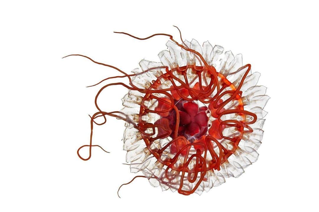 のインスタグラム：「Photo by @davidliittschwager | The crown jellyfish lives in the perpetual darkness of the deep sea. If another animal touches it, its bell lights up. If the jellyfish is left undisturbed, its bell remains transparent. #CrownJellyfish #MarineLife #AquaticAnimals」