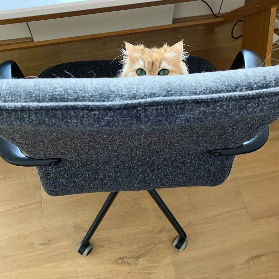 Smoothieさんのインスタグラム写真 - (SmoothieInstagram)「The chair is looking at me.」7月3日 1時29分 - smoothiethecat