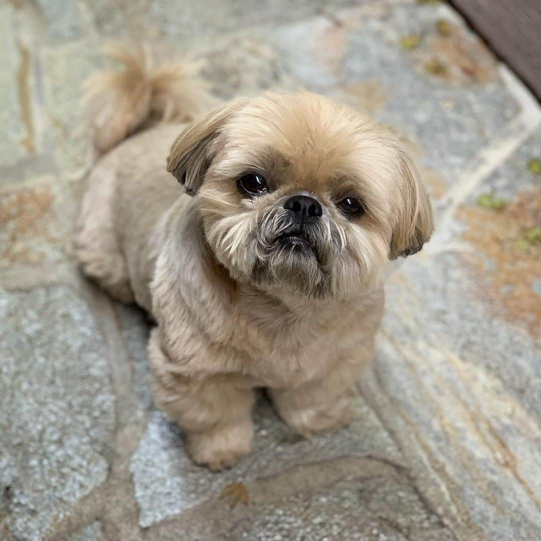 Dougie the Shih Tzuさんのインスタグラム写真 - (Dougie the Shih TzuInstagram)「Oh hey.」7月3日 1時36分 - dailydougie