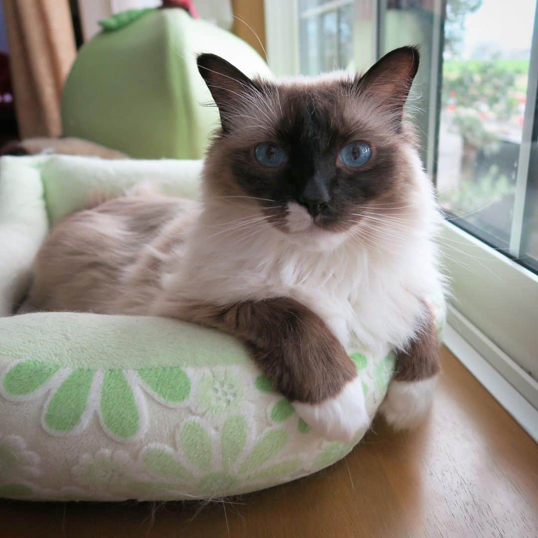 takegaeruのインスタグラム：「ここがお気に入り😽 #cat #猫 #ragdoll #ラグドール #ホワイトポッチーズ」