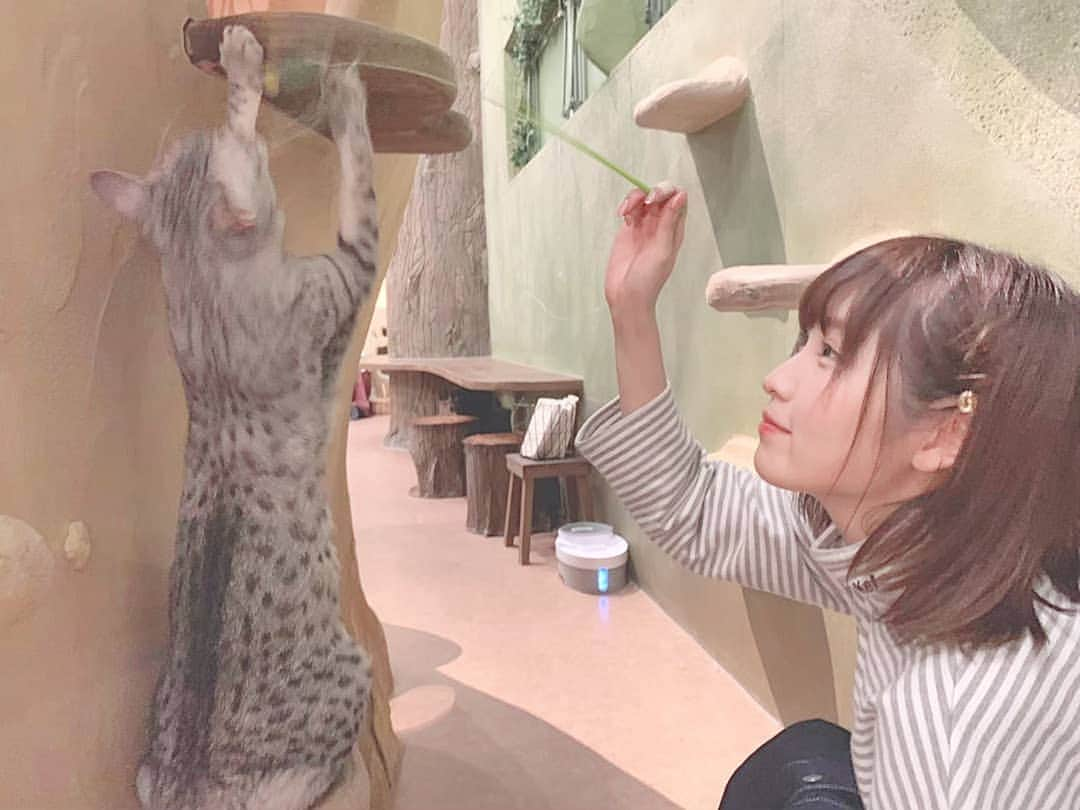 小田桐奈々さんのインスタグラム写真 - (小田桐奈々Instagram)「🐱 ぬこかふぇ( * ´ ч ` * ) * * * * * #猫カフェ #猫 #ネコカフェ #ねこカフェ #ぬこ #ぬこ様 #ねこと遊ぶ #ねこ様 #catsofinstagram#catofinstagrams#catstagram#instacats#catlovers#catlovely#catloves#ねこすたぐらむ#fluffycat#catoftheday#awesomecat#catofday#topcatphotos#weeklyfluffy#cutepetsclub#igbest_shots#kitten🐱#にゃんこlove」7月2日 17時24分 - odagirinana