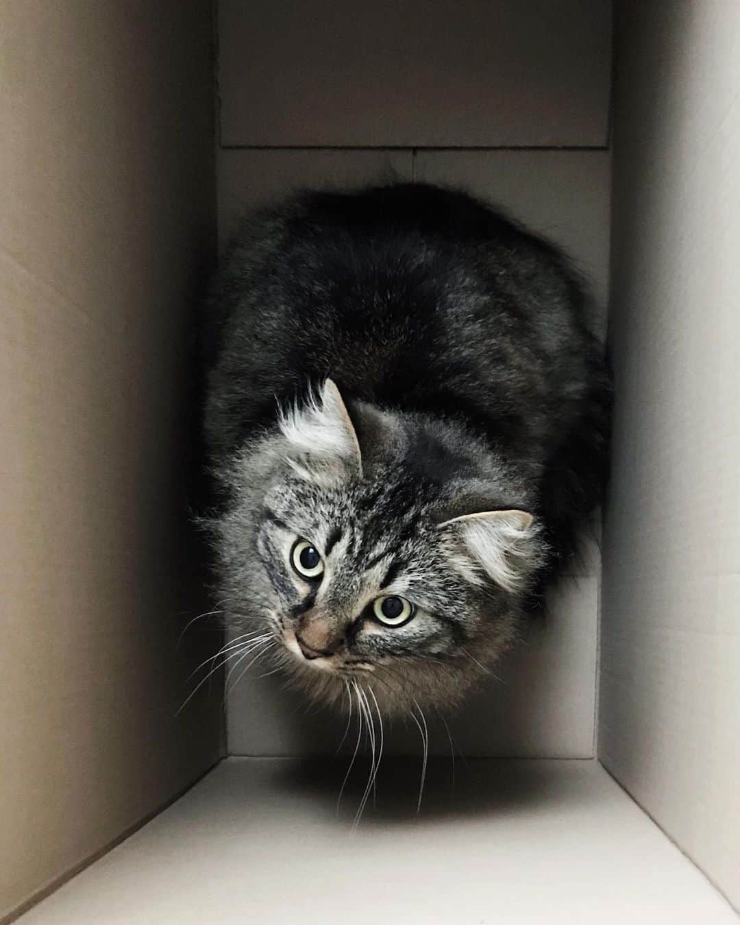 janskeのインスタグラム：「• ♥ • boxes, boxes, boxes • he loves boxes •」