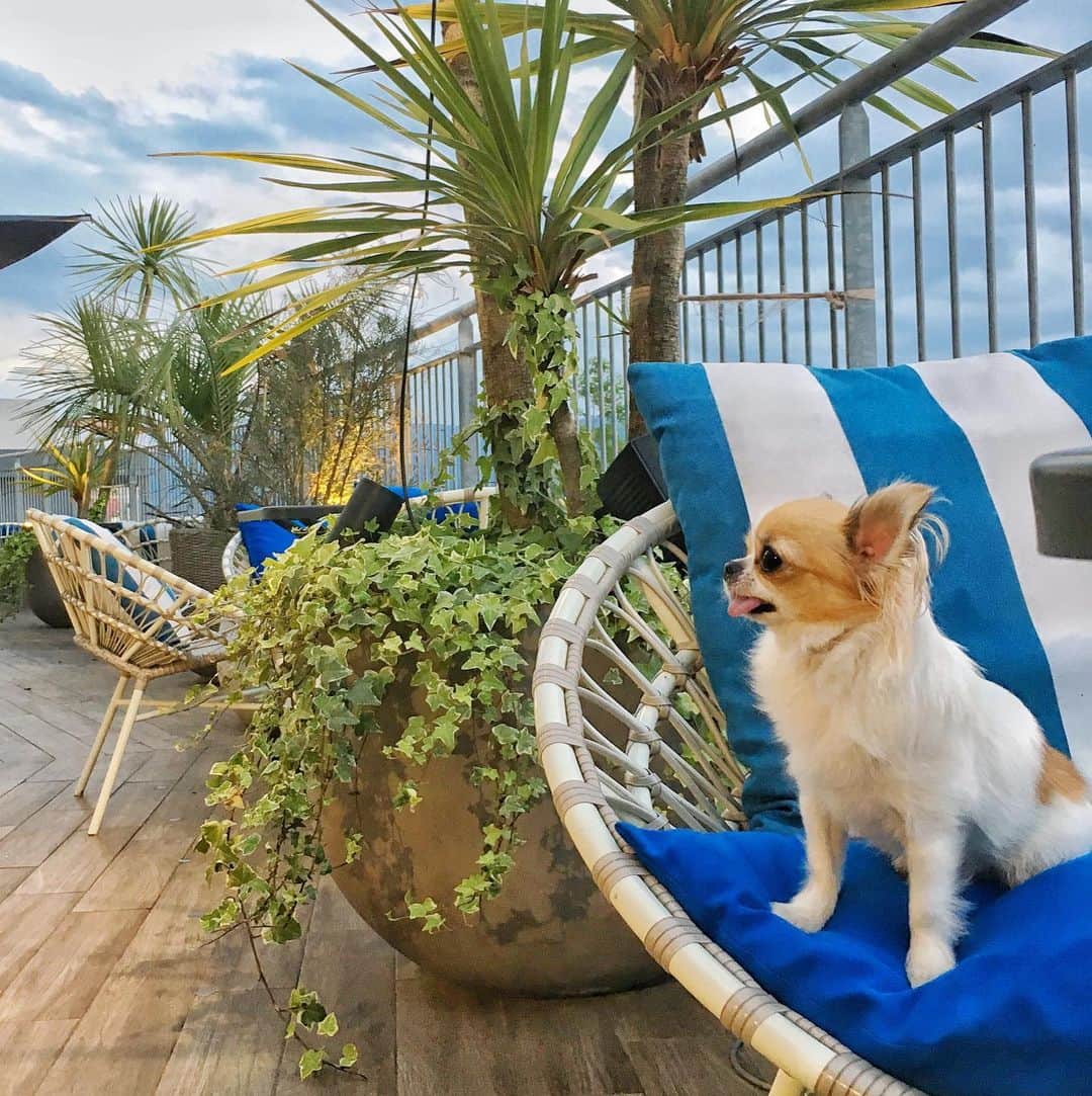 のインスタグラム：「chill🌿 ・ 梅雨明けまだかな〜🐶？ ・ #chima #ちま #チワワ #chihuahua #ชิวาวา #ふわもこ部 #PECOいぬ部 #sniffandbarkens #WeeklyFluff #cutepetclub #doggy_lovings #cafe #dogcafe #琵琶湖 #orangebalcony」