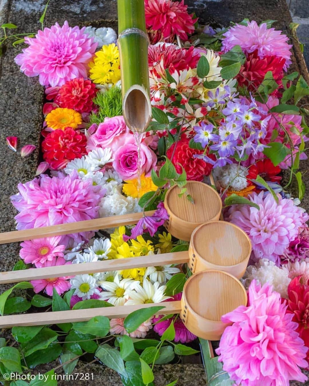 LeTRONC ルトロンさんのインスタグラム写真 - (LeTRONC ルトロンInstagram)「【勝林寺 / 京都】﻿ 京都の東福寺駅から徒歩8分にある「勝林寺」では、色鮮やかな「花手水」が見られます⛩﻿ ﻿ 神社・仏閣では、参拝する前に参詣者が手・口などを清める手水舎が設置されていますが、そこにお花を浮かべて飾られたものが花手水💐﻿ ﻿ ご住職さん自らが管理されてそうで、見られるのは7月中旬までの土日祝限定✨﻿ .﻿ お参りの際には、ぜひ見に行ってみてくださいね😋﻿ .﻿ 📍京都市東山区本町15-795﻿ .﻿ 📷写真・情報提供：@rinrin7281さん﻿ 素敵な投稿をありがとうございます✨﻿ .﻿ \ 一緒にルトロンinstagramを盛り上げませんか？🙋‍♀️ /﻿ #ルトロン で素敵なおでかけ体験をシェアしてくれる方を大募集しています♪投稿内容は、instagramで紹介させていただきます☺️﻿ .﻿ #letronc #japan #kyoto #勝林寺 #東福寺塔頭 #東福寺 #花手水 #手水舎 #神社仏閣巡り #京都 #そうだ京都行こう #京都旅行 #京都旅 #京都観光スポット #京都散歩 #京都散策 #京都観光 #京都好きな人と繋がりたい #はなまっぷ #インスタ映え #フォトジェニック #ファインダー越しの私の世界 #日本の風景 #けしからん風景 #写真好きな人と繋がりたい #japan_of_insta #instagramjapan #bestphoto_japan #kyotophoto」7月2日 18時12分 - letronc.m