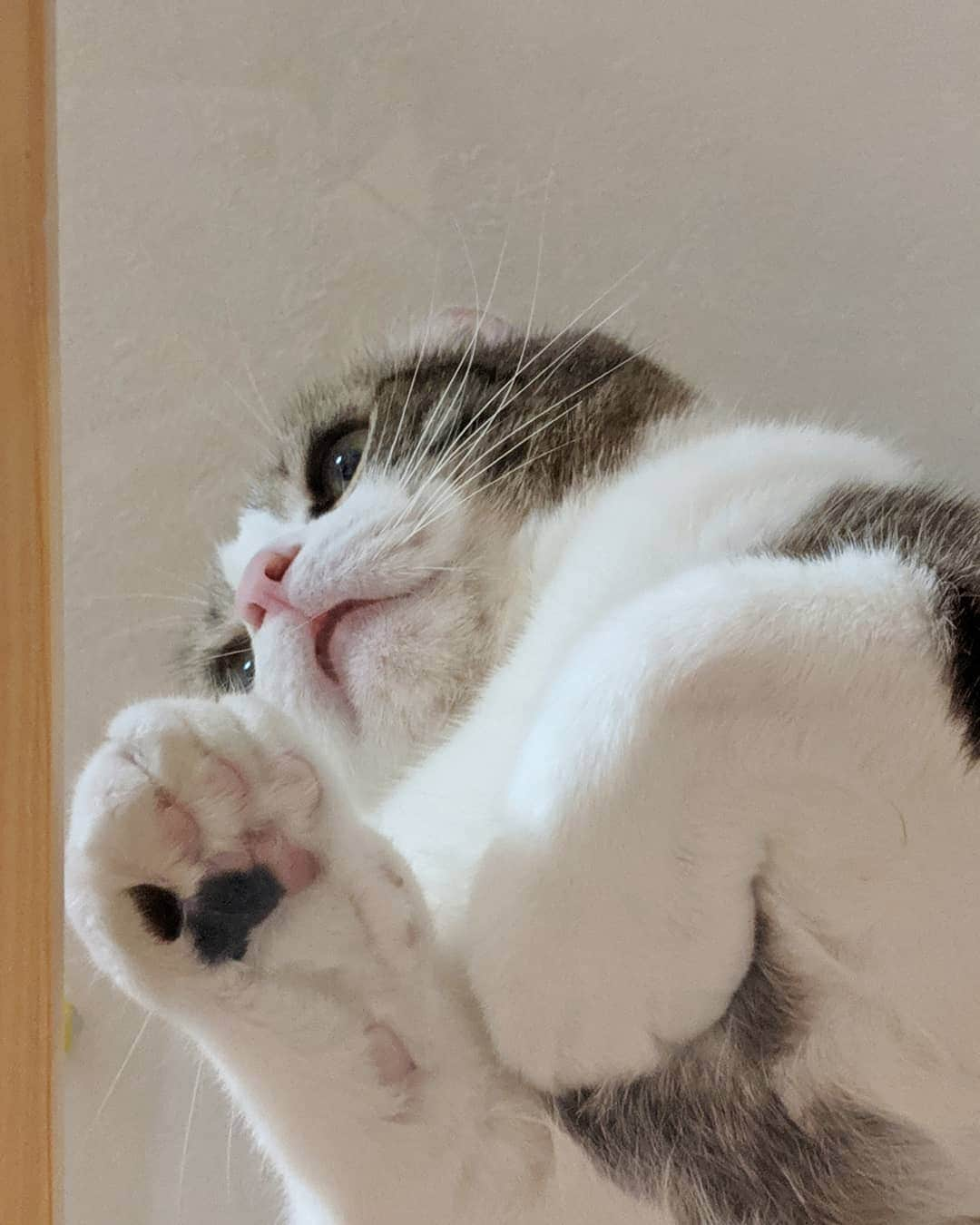 スノーさんのインスタグラム写真 - (スノーInstagram)「🙋Give highfive to me through the glass🙌 • #catsofinstagram #cats_of_instagram #catstagram #catofinstagram #instagood #cat #cats #kucing #gato #chat #catloversclub #catlover #9gag #weeklyfluff #pleasantcats #kedi #katze #kawaii #neko #instagramjapan #고양이 #кот #แมว #猫 #ふわもこ部 #ペコねこ部」7月2日 18時14分 - curlysnow0915