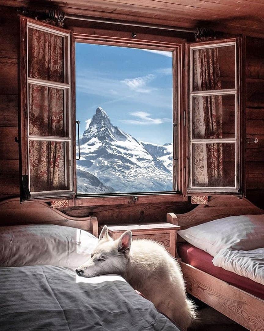 Discover Earthさんのインスタグラム写真 - (Discover EarthInstagram)「Follow the adventures of Rasta, the Swiss White Shepherd in his home country Switzerland ! Which photo do you like the most ? 🇨🇭🐶 Share these with someone you know that will love these photos ! — 📍#DiscoverSwitzerland — 📸 Photos of @rastawhiteshepherd by @michelphotography_ch」7月2日 18時15分 - discoverearth