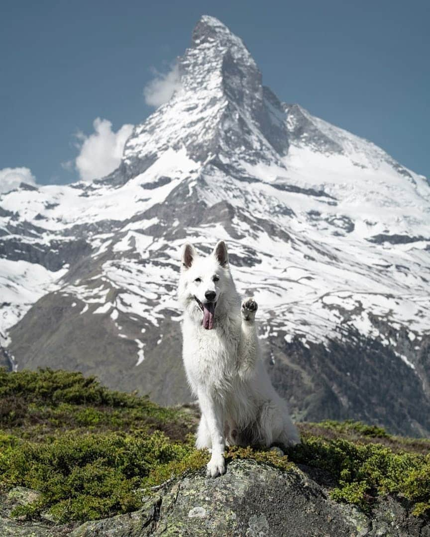 Discover Earthさんのインスタグラム写真 - (Discover EarthInstagram)「Follow the adventures of Rasta, the Swiss White Shepherd in his home country Switzerland ! Which photo do you like the most ? 🇨🇭🐶 Share these with someone you know that will love these photos ! — 📍#DiscoverSwitzerland — 📸 Photos of @rastawhiteshepherd by @michelphotography_ch」7月2日 18時15分 - discoverearth