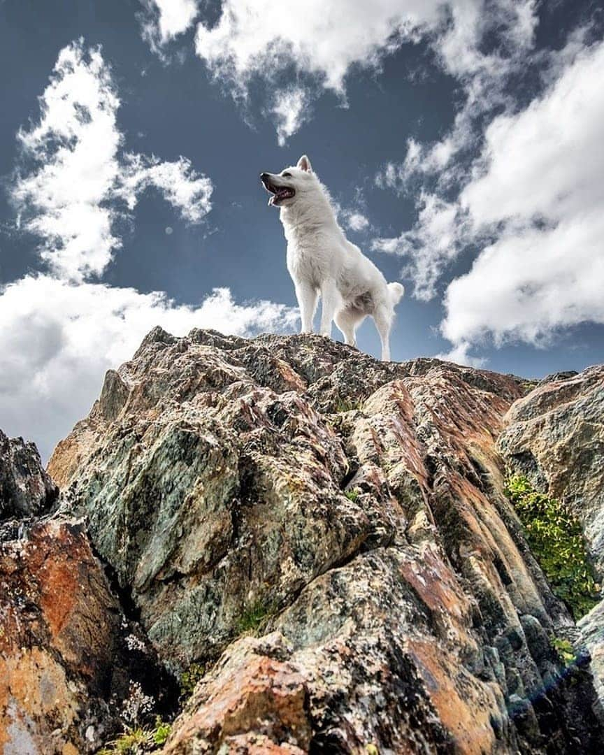 Discover Earthさんのインスタグラム写真 - (Discover EarthInstagram)「Follow the adventures of Rasta, the Swiss White Shepherd in his home country Switzerland ! Which photo do you like the most ? 🇨🇭🐶 Share these with someone you know that will love these photos ! — 📍#DiscoverSwitzerland — 📸 Photos of @rastawhiteshepherd by @michelphotography_ch」7月2日 18時15分 - discoverearth