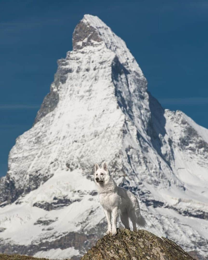 Discover Earthさんのインスタグラム写真 - (Discover EarthInstagram)「Follow the adventures of Rasta, the Swiss White Shepherd in his home country Switzerland ! Which photo do you like the most ? 🇨🇭🐶 Share these with someone you know that will love these photos ! — 📍#DiscoverSwitzerland — 📸 Photos of @rastawhiteshepherd by @michelphotography_ch」7月2日 18時15分 - discoverearth