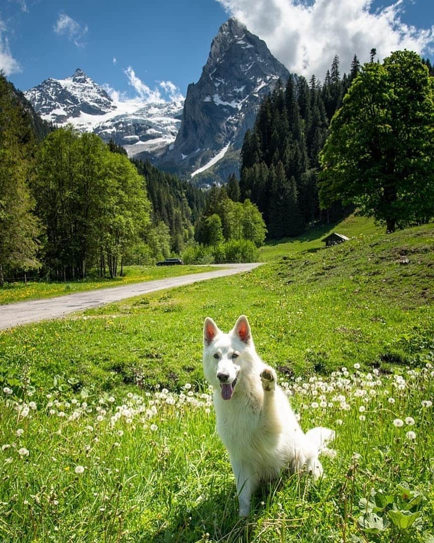 Discover Earthさんのインスタグラム写真 - (Discover EarthInstagram)「Follow the adventures of Rasta, the Swiss White Shepherd in his home country Switzerland ! Which photo do you like the most ? 🇨🇭🐶 Share these with someone you know that will love these photos ! — 📍#DiscoverSwitzerland — 📸 Photos of @rastawhiteshepherd by @michelphotography_ch」7月2日 18時15分 - discoverearth