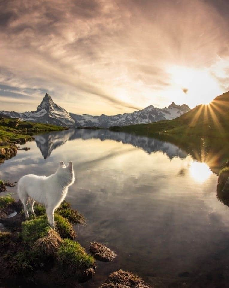 Discover Earthさんのインスタグラム写真 - (Discover EarthInstagram)「Follow the adventures of Rasta, the Swiss White Shepherd in his home country Switzerland ! Which photo do you like the most ? 🇨🇭🐶 Share these with someone you know that will love these photos ! — 📍#DiscoverSwitzerland — 📸 Photos of @rastawhiteshepherd by @michelphotography_ch」7月2日 18時15分 - discoverearth