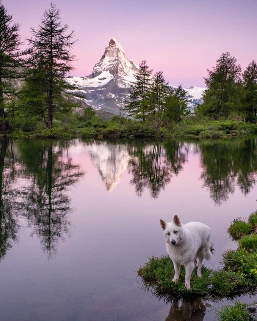 Discover Earthさんのインスタグラム写真 - (Discover EarthInstagram)「Follow the adventures of Rasta, the Swiss White Shepherd in his home country Switzerland ! Which photo do you like the most ? 🇨🇭🐶 Share these with someone you know that will love these photos ! — 📍#DiscoverSwitzerland — 📸 Photos of @rastawhiteshepherd by @michelphotography_ch」7月2日 18時15分 - discoverearth