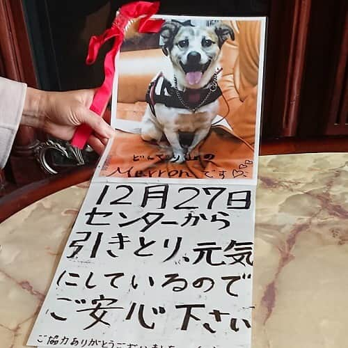 sippoさんのインスタグラム写真 - (sippoInstagram)「小さな森で見かける犬。保護しようとしても逃げられてしまいます🐕 ・ ある日その犬が保健所に収容されたことを知り、自宅に迎えました🏠 ・ その後、近所の人たちからの手紙で、その犬にはいくつもの名前があることを知ります😭 ・ ・ 記事は、ストーリーズのリンク、またはプロフィールのサイトリンクから新着情報をご覧いただくか、こちらのURLからどうぞ→ https://sippo.asahi.com/article/12502545 ・ #sippo #野良犬 #どんぐり山」7月2日 18時48分 - sippo_official