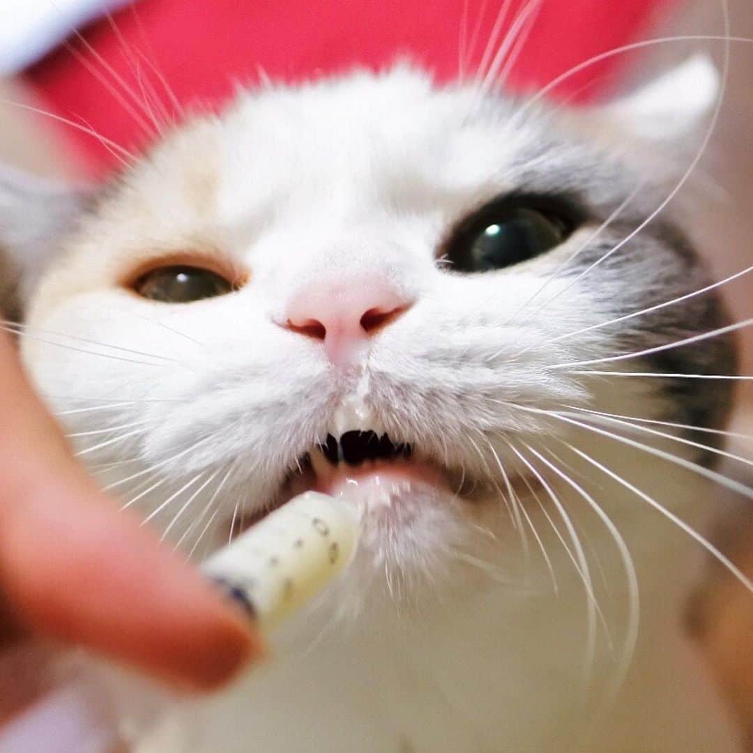 sancheloveさんのインスタグラム写真 - (sancheloveInstagram)「治験のサプリ、ポーちゃんがあまりにも喜ぶから私もお薬タイムが好きになっちゃったよ😂❤️小さな注射器で流し込んでます。 #ぐびぐび #kitty#catstagram#catstagram_japan#petstagram#picneko#instacat#meow#catoftheday#catofworld#ilovemycat#funnycat#猫#ねこ#にゃんこ#みんねこ#にゃんだふるらいふ#ふわもこ部#にゃんこ#ねこまみれ#britishshorthair#scottishfold#ブリティシュショートヘア#ねこのいる暮らし Polon」7月2日 18時57分 - sanchelove