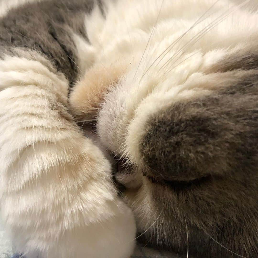 ムスカ(Muska)さんのインスタグラム写真 - (ムスカ(Muska)Instagram)「注意)猫です。一応…。」7月2日 19時06分 - exotic_toshi