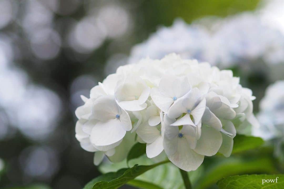 anemone_69のインスタグラム：「. #hydrangea #アジサイ #あじさい #紫陽花 . . .」